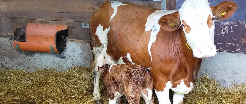 Urlaub auf dem Bauernhof in Niederbayern Tiere erleben Kuh mit Kalb